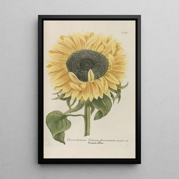 Phytanthoza iconographia Pl094 - Johann Wilhelm Weinmann — framed artwork on a wall