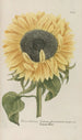 Phytanthoza iconographia Pl094 - Johann Wilhelm Weinmann — artwork view
