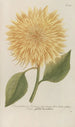 Phytanthoza iconographia Pl095 - Johann Wilhelm Weinmann — artwork view