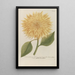 Phytanthoza iconographia Pl095 - Johann Wilhelm Weinmann — framed artwork on a wall