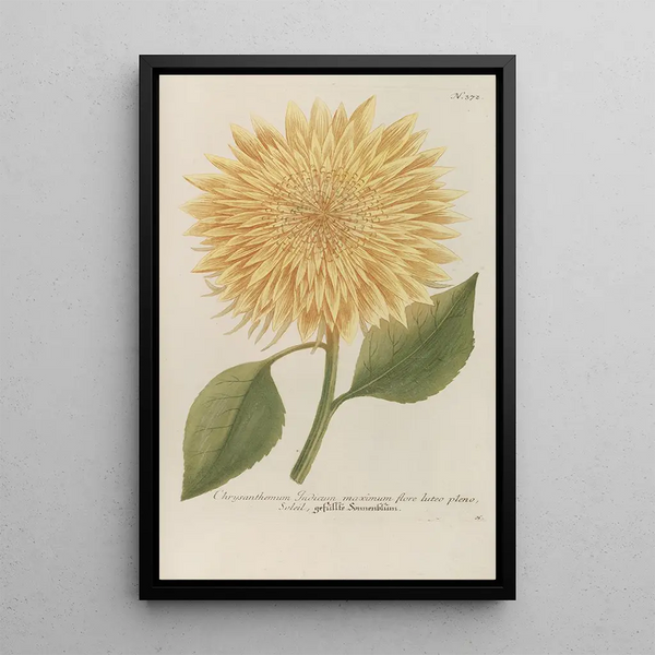 Phytanthoza iconographia Pl095 - Johann Wilhelm Weinmann — framed artwork on a wall