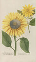 Phytanthoza iconographia Pl096 - Johann Wilhelm Weinmann — artwork view