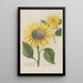 Phytanthoza iconographia Pl096 - Johann Wilhelm Weinmann — framed artwork on a wall