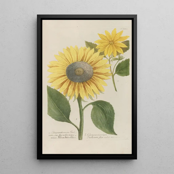Phytanthoza iconographia Pl096 - Johann Wilhelm Weinmann — framed artwork on a wall