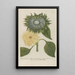 Phytanthoza iconographia Pl097 - Johann Wilhelm Weinmann — framed artwork on a wall