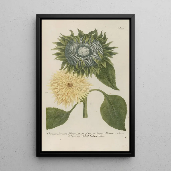 Phytanthoza iconographia Pl097 - Johann Wilhelm Weinmann — framed artwork on a wall