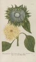 Phytanthoza iconographia Pl097 - Johann Wilhelm Weinmann — artwork view