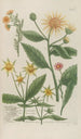 Phytanthoza iconographia Pl098 - Johann Wilhelm Weinmann — artwork view