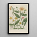 Phytanthoza iconographia Pl098 - Johann Wilhelm Weinmann — framed artwork on a wall