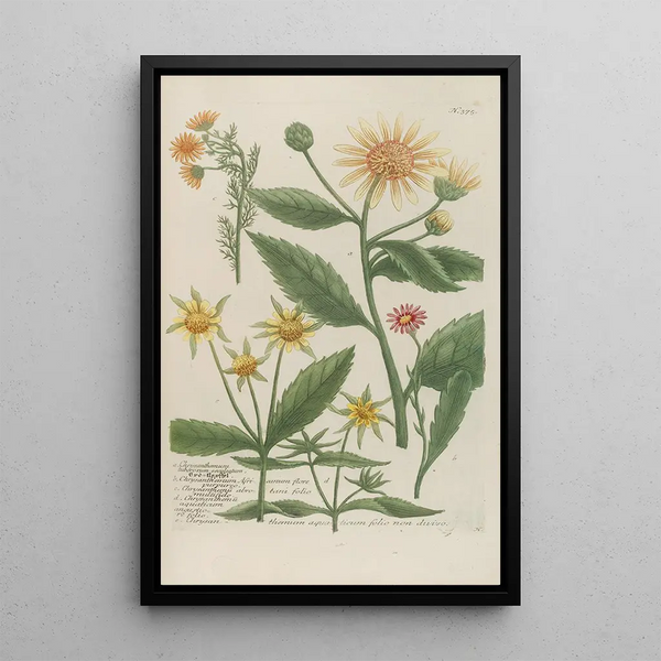 Phytanthoza iconographia Pl098 - Johann Wilhelm Weinmann — framed artwork on a wall