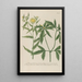 Phytanthoza iconographia Pl099 - Johann Wilhelm Weinmann — framed artwork on a wall
