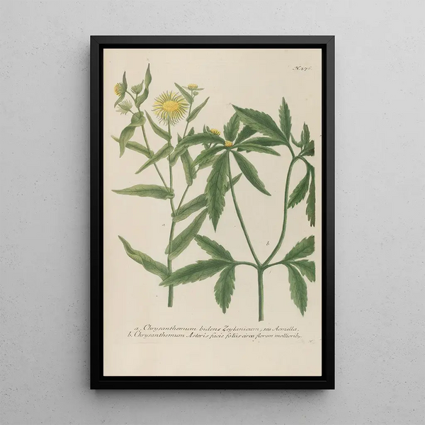 Phytanthoza iconographia Pl099 - Johann Wilhelm Weinmann — framed artwork on a wall
