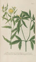 Phytanthoza iconographia Pl099 - Johann Wilhelm Weinmann — artwork view