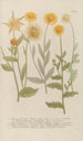 Phytanthoza iconographia Pl100 - Johann Wilhelm Weinmann — artwork view