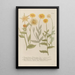 Phytanthoza iconographia Pl100 - Johann Wilhelm Weinmann — framed artwork on a wall
