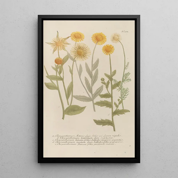 Phytanthoza iconographia Pl100 - Johann Wilhelm Weinmann — framed artwork on a wall