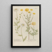 Phytanthoza iconographia Pl101 - Johann Wilhelm Weinmann — framed artwork on a wall