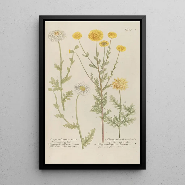 Phytanthoza iconographia Pl101 - Johann Wilhelm Weinmann — framed artwork on a wall