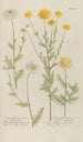 Phytanthoza iconographia Pl101 - Johann Wilhelm Weinmann — artwork view