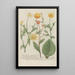 Phytanthoza iconographia Pl102 - Johann Wilhelm Weinmann — framed artwork on a wall