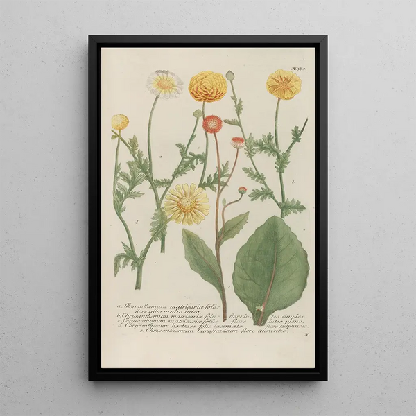Phytanthoza iconographia Pl102 - Johann Wilhelm Weinmann — framed artwork on a wall