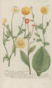 Phytanthoza iconographia Pl102 - Johann Wilhelm Weinmann — artwork view