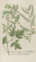 Phytanthoza iconographia Pl103 - Johann Wilhelm Weinmann — artwork view