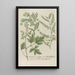 Phytanthoza iconographia Pl103 - Johann Wilhelm Weinmann — framed artwork on a wall