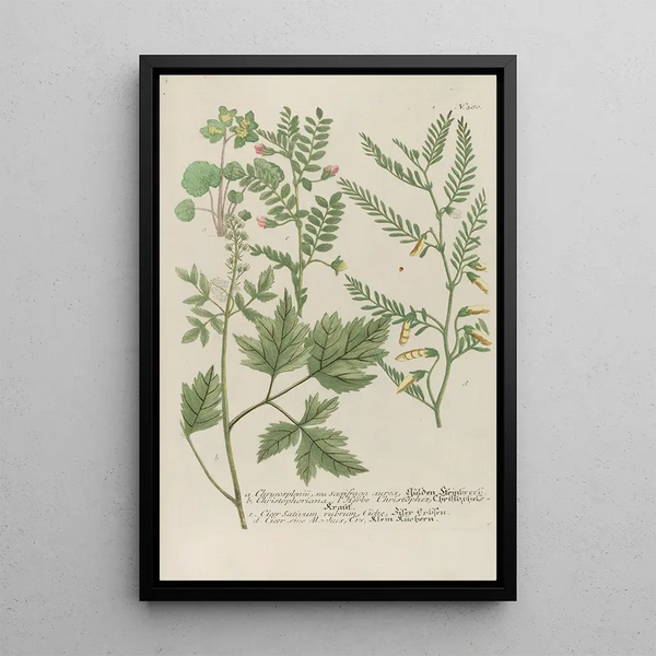 Phytanthoza iconographia Pl103 - Johann Wilhelm Weinmann — framed artwork on a wall
