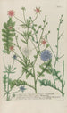 Phytanthoza iconographia Pl104 - Johann Wilhelm Weinmann — artwork view