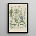 Phytanthoza iconographia Pl104 - Johann Wilhelm Weinmann — framed artwork on a wall