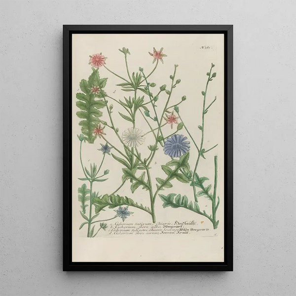 Phytanthoza iconographia Pl104 - Johann Wilhelm Weinmann — framed artwork on a wall