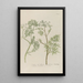 Phytanthoza iconographia Pl105 - Johann Wilhelm Weinmann — framed artwork on a wall
