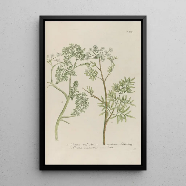Phytanthoza iconographia Pl105 - Johann Wilhelm Weinmann — framed artwork on a wall