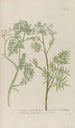 Phytanthoza iconographia Pl105 - Johann Wilhelm Weinmann — artwork view