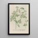 Phytanthoza iconographia Pl106 - Johann Wilhelm Weinmann — framed artwork on a wall
