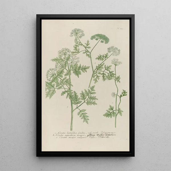 Phytanthoza iconographia Pl106 - Johann Wilhelm Weinmann — framed artwork on a wall