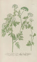 Phytanthoza iconographia Pl106 - Johann Wilhelm Weinmann — artwork view