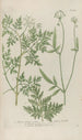 Phytanthoza iconographia Pl107 - Johann Wilhelm Weinmann — artwork view