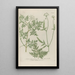 Phytanthoza iconographia Pl107 - Johann Wilhelm Weinmann — framed artwork on a wall