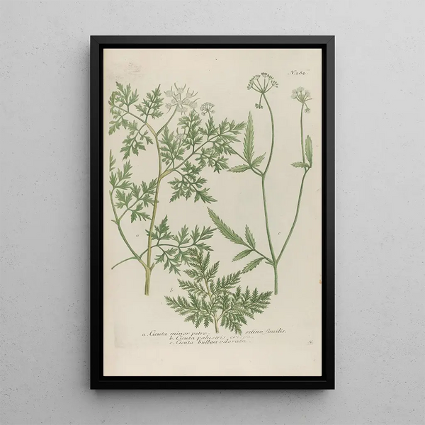 Phytanthoza iconographia Pl107 - Johann Wilhelm Weinmann — framed artwork on a wall
