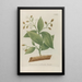 Phytanthoza iconographia Pl108 - Johann Wilhelm Weinmann — framed artwork on a wall