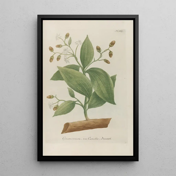 Phytanthoza iconographia Pl108 - Johann Wilhelm Weinmann — framed artwork on a wall