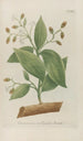 Phytanthoza iconographia Pl108 - Johann Wilhelm Weinmann — artwork view