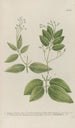 Phytanthoza iconographia Pl109 - Johann Wilhelm Weinmann — artwork view