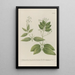 Phytanthoza iconographia Pl109 - Johann Wilhelm Weinmann — framed artwork on a wall