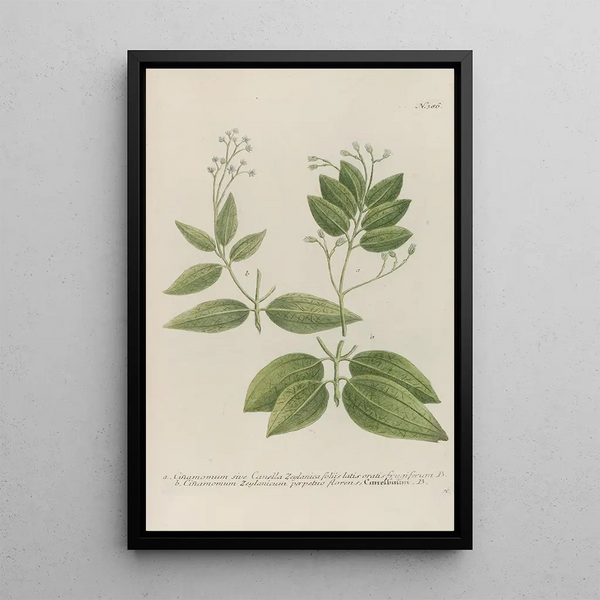 Phytanthoza iconographia Pl109 - Johann Wilhelm Weinmann — framed artwork on a wall