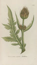 Phytanthoza iconographia Pl110 - Johann Wilhelm Weinmann — artwork view