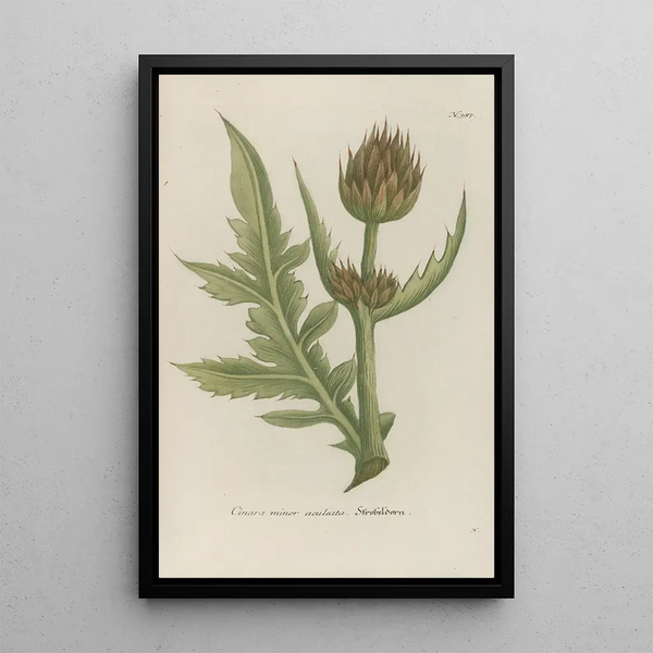 Phytanthoza iconographia Pl110 - Johann Wilhelm Weinmann — framed artwork on a wall
