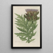 Phytanthoza iconographia Pl111 - Johann Wilhelm Weinmann — framed artwork on a wall